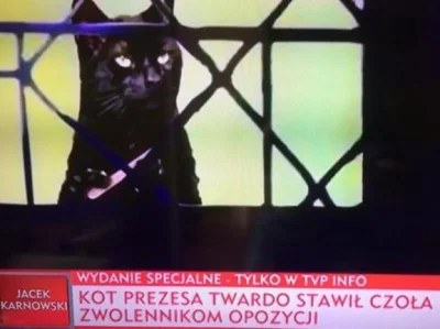 MarianoaItaliano - @MandarynWspanialy: A tu rzeczony kot w transmisji live na TVP Inf...