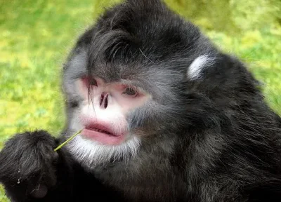 zmXsNU-17K - #ciekawostka #nowegatunki



Kichająca małpa