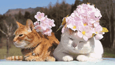 mentalnykot - #mentalnykot czuje wiosnę (｡◕‿‿◕｡)

#koty #gif
