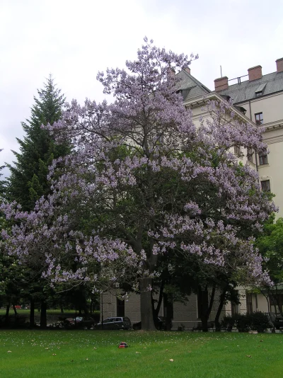 C.....r - @NoblePhantasm: Ale sama paulownia bez udziwnień również szybko rośnie i wy...