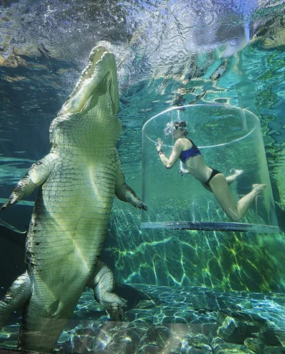 eternitowyjakub - Nurkowanie z krokodylem różańcowym, Darwin, Australia 
#smiesznypie...