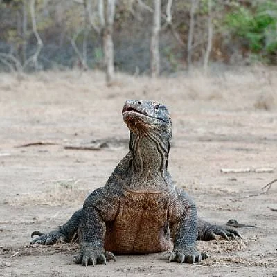 orkako - @shido: Nie mów tak bo cie smoki z komodo usłyszą.