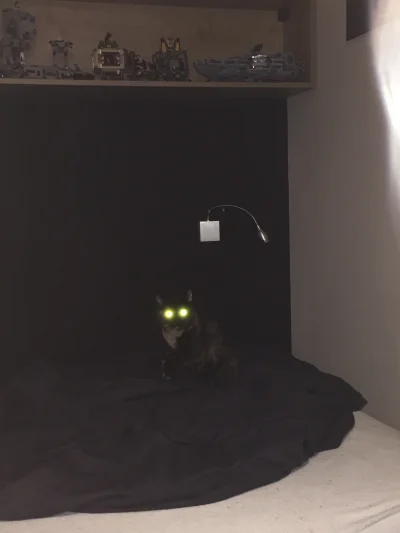 nimithril - Bochen strzela laserami ( ͡° ͜ʖ ͡°) 
#pokazkota #koty #zwierzaczki