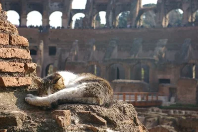 w.....z - Biedny kotek. Koloseum mu pisiory #!$%@?ły.
#pis #heheszki #wycinajadrzewa