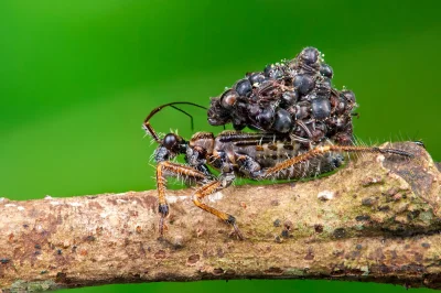 j.....n - Acanthaspis petax -mały owad z Malezji, który na swoim pancerzu nosi ciała ...