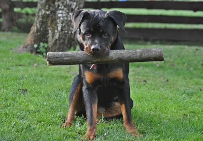 Wolodyjowski - 9-miesięczna bestia łagodniejsza od motyla
#rottweiler #smiesznypiesek...