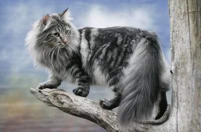 Wagabunda1909 - Mirki i Mirabelki od #koty :) czy Maine Coon oraz Norweski kot leśny ...