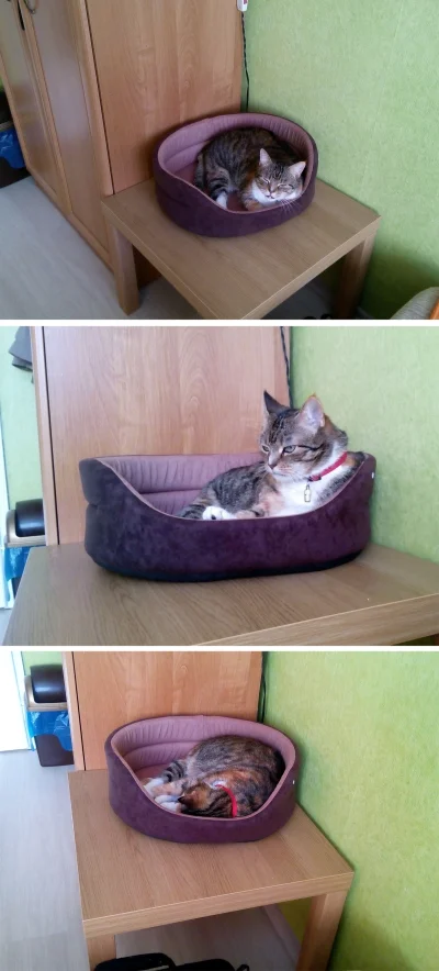 Jelen_Szlachetny - Lucynka dostała nowe legowisko. :)
#koty #pokazkota