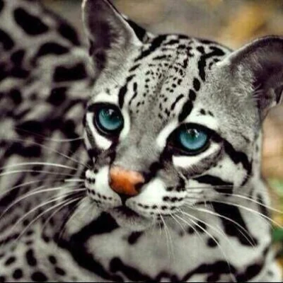 gosuvart - Ocelot