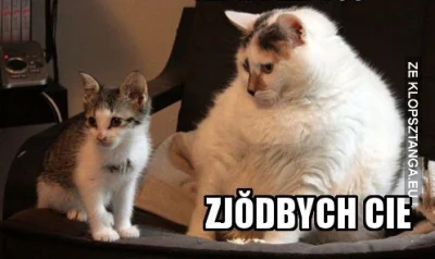 mdzi - śmiechłam xd 

#koty #humorobrazkowy #smiesznypiesek #klopsztanga