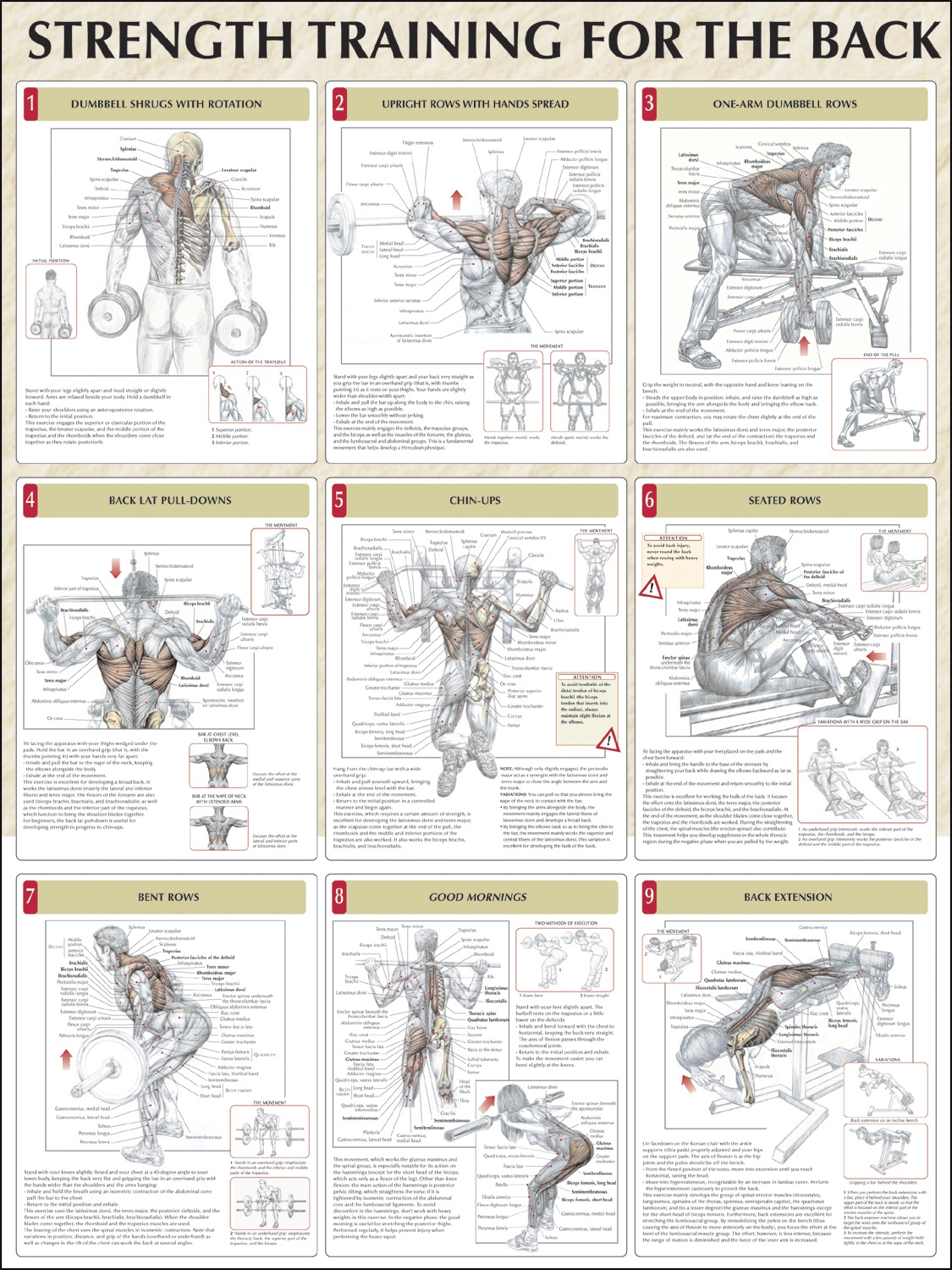 Strength training anatomy. Силовые упражнения на разные группы мышц. Упражнения на всю группу мышц. План тренировок на разные группы мышц. Упражнения на разные группы мышц в тренажерном зале.