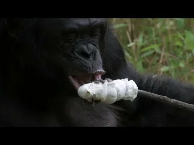 PoczmistrzzTczewa - Bonobo układa i rozpala ognisko, a potem robi sobie na nim pianki...