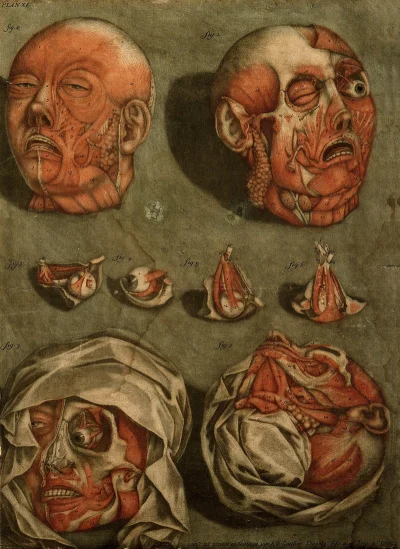 myrmekochoria - Arnauld-Éloi Gautier d'Agoty, Mięśnie głowy/twarzy, 1773 rok. Było ki...