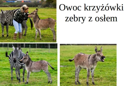 bioslawek - Owoc krzyżówki zebry z osłem - czy to nowy gatunek?


Czy specjacja je...