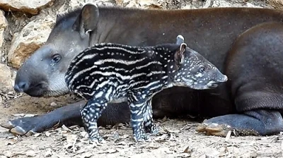 likk - Tapir anta (Tapirus terrestris) – gatunek ssaka nieparzystokopytnego z rodziny...