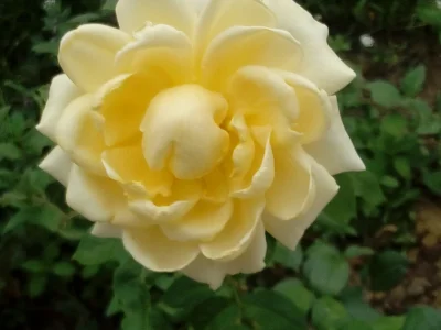 laaalaaa - Róża 66/100 z mojego ogrodu ( ͡° ͜ʖ ͡°)
Ktoś mnie tu kiedyś pytał o odmia...