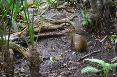 archates - @likk: miałem kiedyś styczność z agouti marron, bardzo fajne stworzonko :)