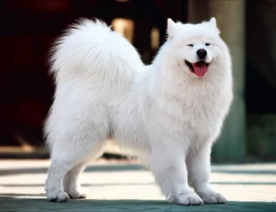 Jogi4 - #armiasamoyedow #samoyed #zwierzaczki