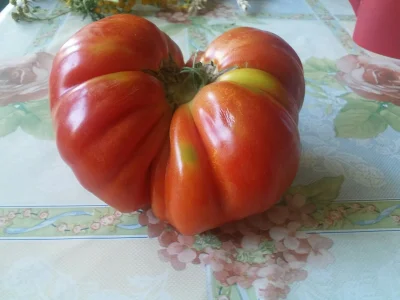 Naciass - 550 gramowy #pomidor w #polskiedomy #chwalesie bo uprawa wlasna i moze brzy...