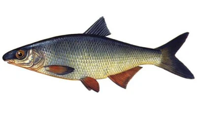p.....2 - #rybypolskichwod

Świnka (Chondrostoma nasus)

Okres ochronny: od 1 sty...