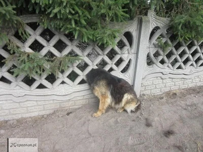 GilbertEatingGrape - #poznan #smiesznypiesek
Bezdomny pies rasy owczarek niemiecki p...
