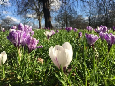 DariuszProkopowicz - WIOSNA ZAWITAŁA DO WARSZAWSKICH PARKÓW I OGRODÓW BOTANICZNYCH 
...