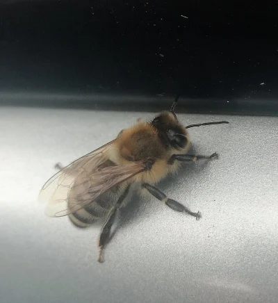 Chicoxxx66 - Jaka mała słodka i puszysta pszczółka (｡◕‿‿◕｡)

#zwierzaczki #pszczoly #...