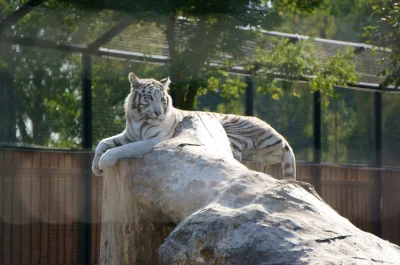 epi - Takiego kotka dziś ustrzeliłem ;)
Przy okazji polecam ZOO Safari w Borysewie :...