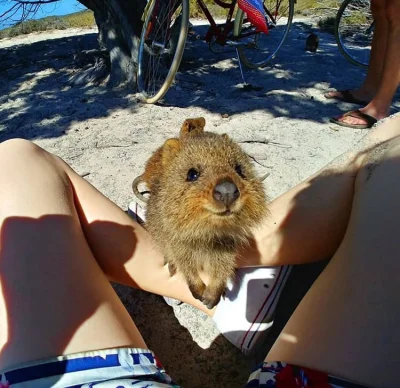 aloszkaniechbedzie - Taka niespodzianka na środę ( ͡° ͜ʖ ͡°) 
#pdk #quokka #quokkanad...