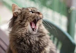 sinusik - Syczenie u kota to zachowanie typowo obronne, mające na celu zastraszenie p...