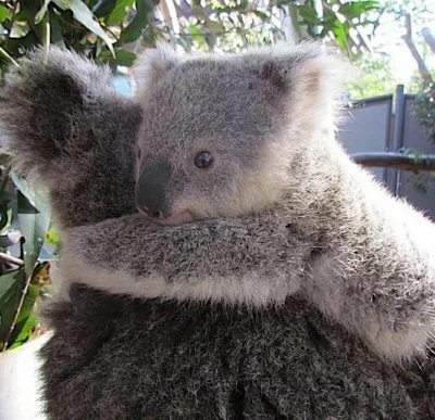 Najzajebistszy - Przytulasy koalasy ʕ•ᴥ•ʔ

#koalowabojowka #koala #zwierzaczki