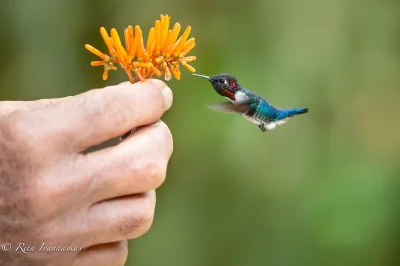 VolorFlex - Koliberek hawański, hawańczyk – jest najmniejszym ptakiem występującym na...