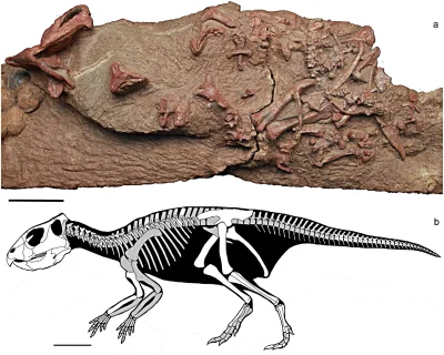 CrazyDino - Mosaiceratops azumai - nowo opisany (wczoraj opublikowany), niewielki i d...