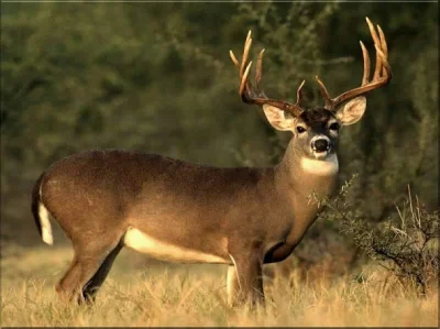 z.....n - "Deer" to parodia jelenia.

Porownajcie sobie zdjecia doroslego deera a jel...