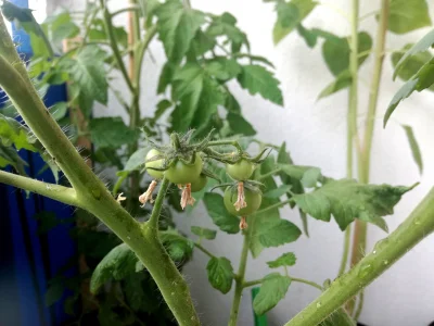 kopek - Pomidory na balkonie ( ͡º ͜ʖ͡º)
#pomidory #balkon #ogrodnictwo