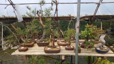Freddy_dilla - I myk! Kolejny stół zrobiony i zastawiony! 

#bonsai #ogrodnictwo #ros...