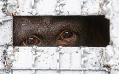 szczenki - Jeden z czternastu orangutanów oczekujących w klatce na lotnisku w Bangkok...