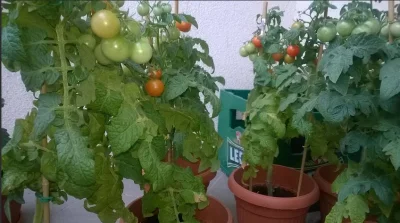 macabrankov - A wy dalej pomidory z marketu?



#uprawiajzwykopem