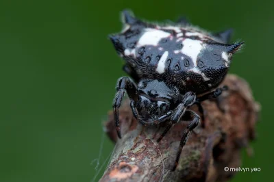 wykopowy_on - Wcześniej takiego pająka nie widziałem. Notka z Wikipedii:


 Spiny orb...