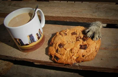 A.....o - Jem śniadanie i jakiś cwaniak chciał mi ciacho podpierdzielić :D



#koty