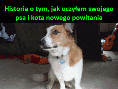 lkrosta12 - #heheszki #gif #psy #koty #humorobrazkowy