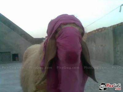 guilmonn - @OloF1: czyli kozy muszą chodzić w burkach, by nie demoralizować młodych j...