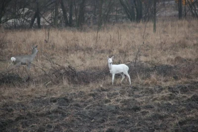 0czykobry - #ciekawostki #pokazpole #zwierzaczki #zwierzeta #albinos
Przyszła do mni...