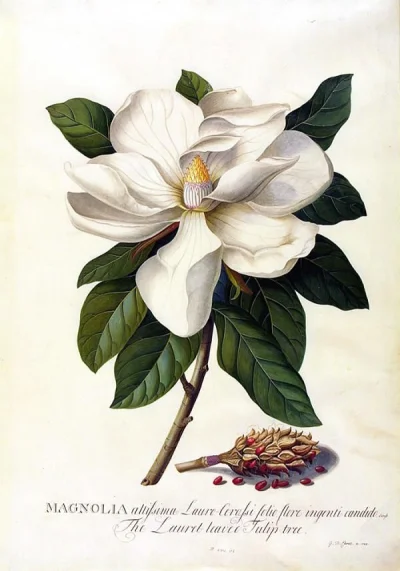 d.....i - Dawno nic nie było więc...

Magnolia(Magnolia L.) – rodzaj drzew lub krze...