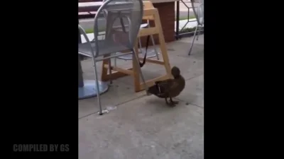 a.....e - Kaczuszka
#kaczka #heheszki #zwierzaczki #smiesznypiesek