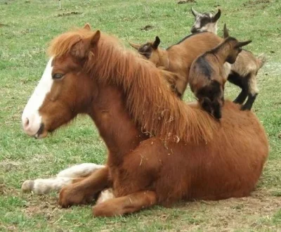 l-da - #konie #kozy #zwierzęta #natura #lato