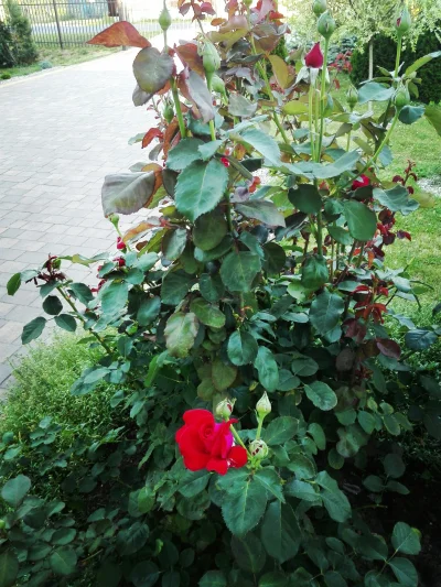 laaalaaa - Róża 38/100 ( ͡° ͜ʖ ͡°)
Kolejne bogate kwitnienie tej róży ( ͡°( ͡° ͜ʖ( ͡...