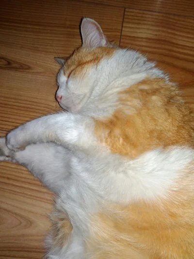 Marcel133 - #!$%@? on jest już tak gruby, że ino by żarł i spał (╥﹏╥) #kitku #koty #d...