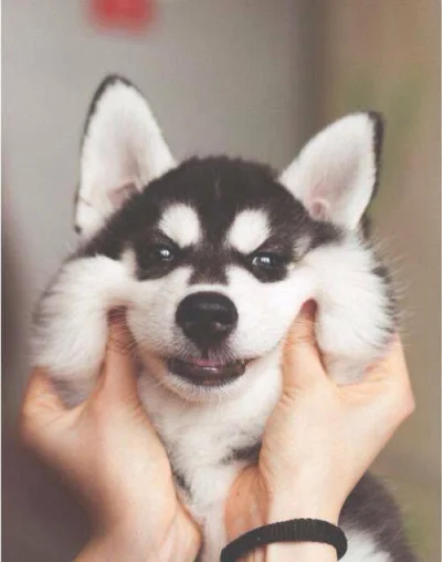 PeopleEqualShit - zakochanam (｡◕‿‿◕｡)
#pies #husky #smiesznypiesek