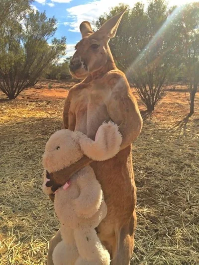 PanRatel - Osierocony kangurek. Serce mi pękło :( On chciał się tylko przytulić.

#...